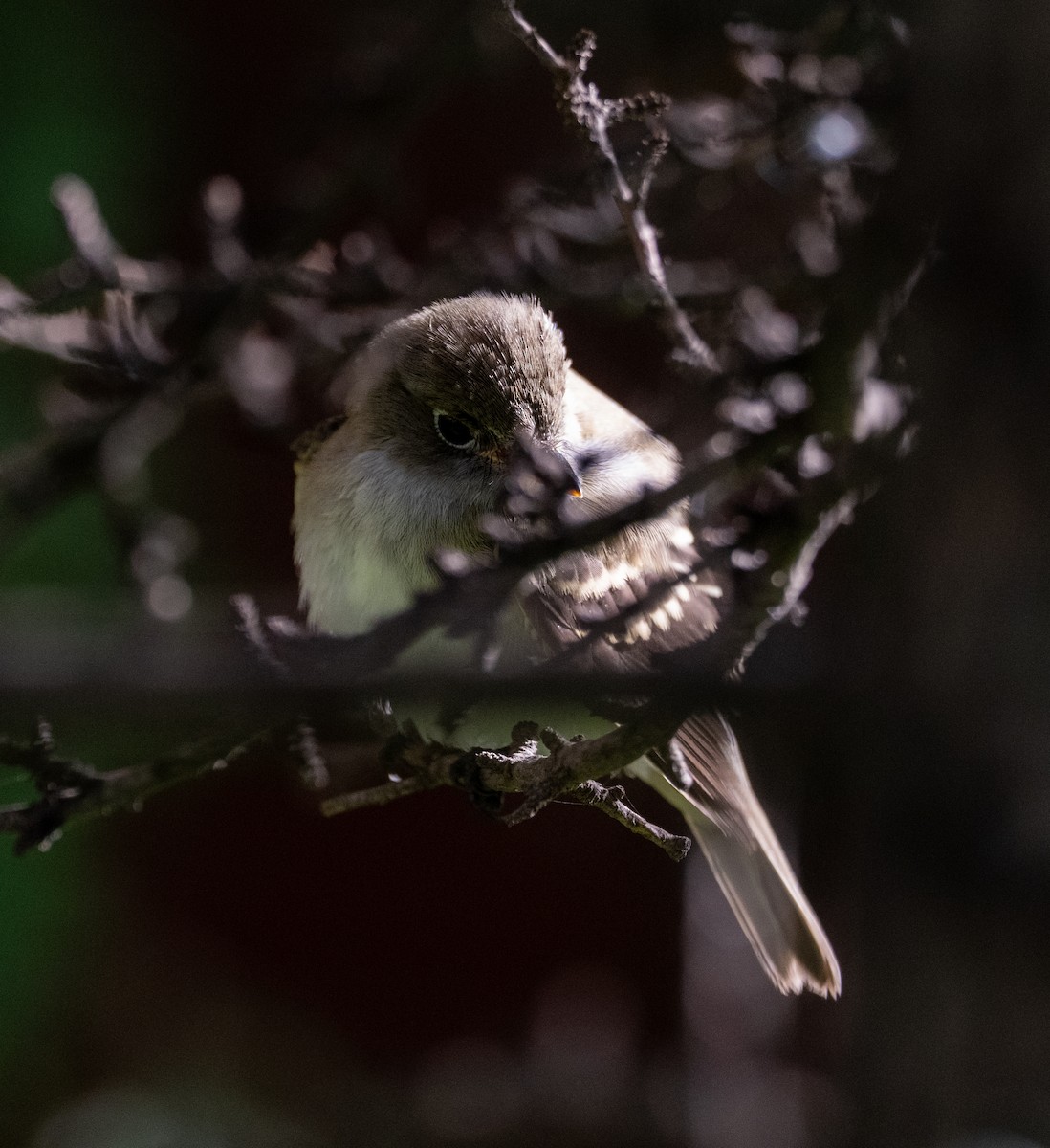 Empidonax sp. - ML641183965