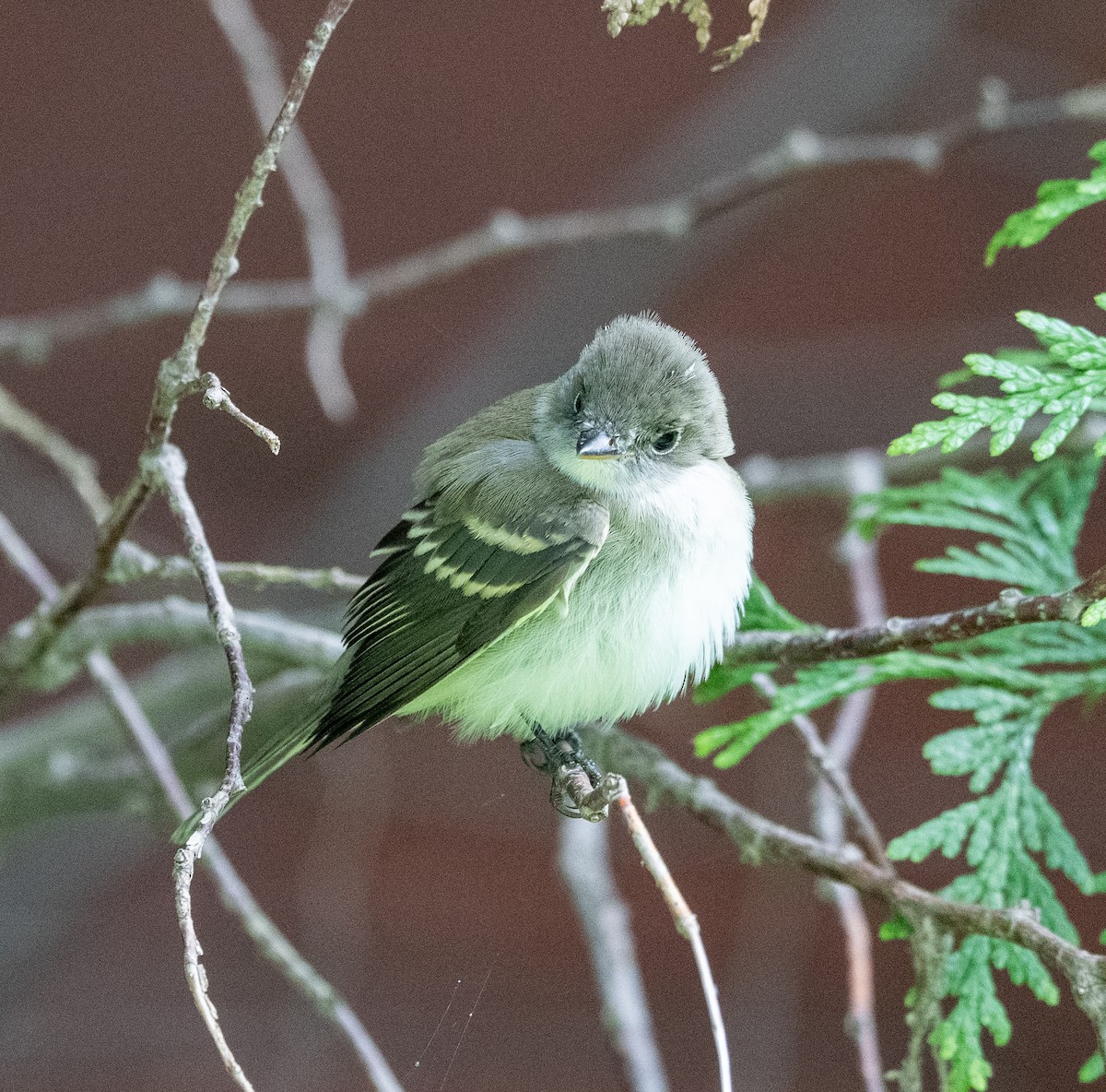 Empidonax sp. - ML641183966