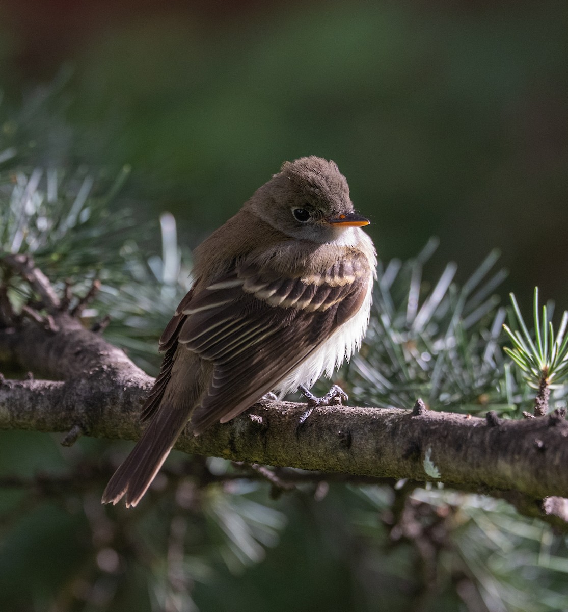 Empidonax sp. - ML641183967