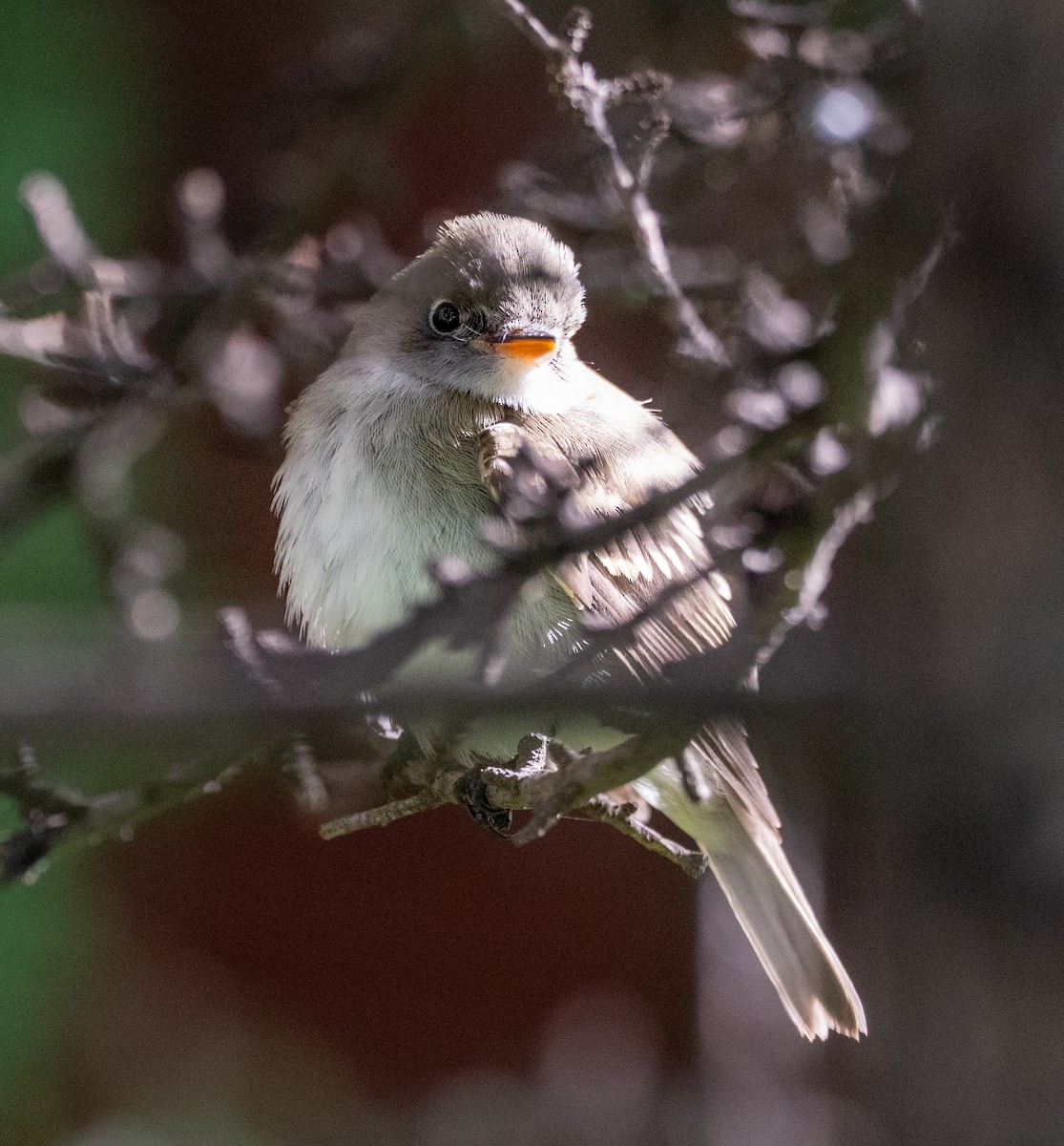 Empidonax sp. - ML641183968