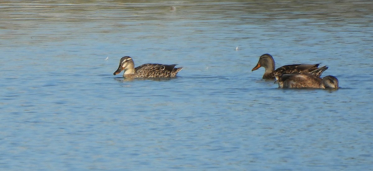 anatidé sp. (canard sp.) - ML641184040