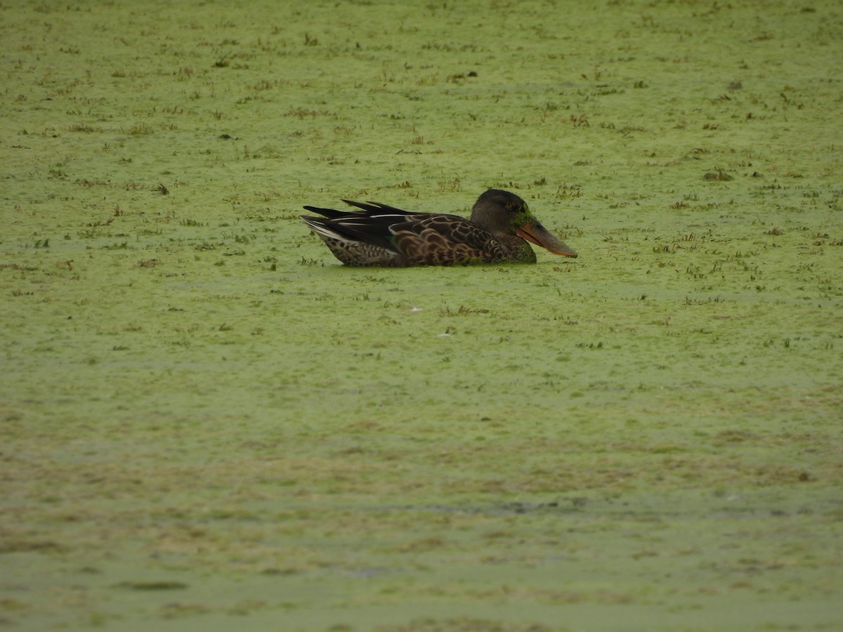 琵嘴鴨 - ML641184060