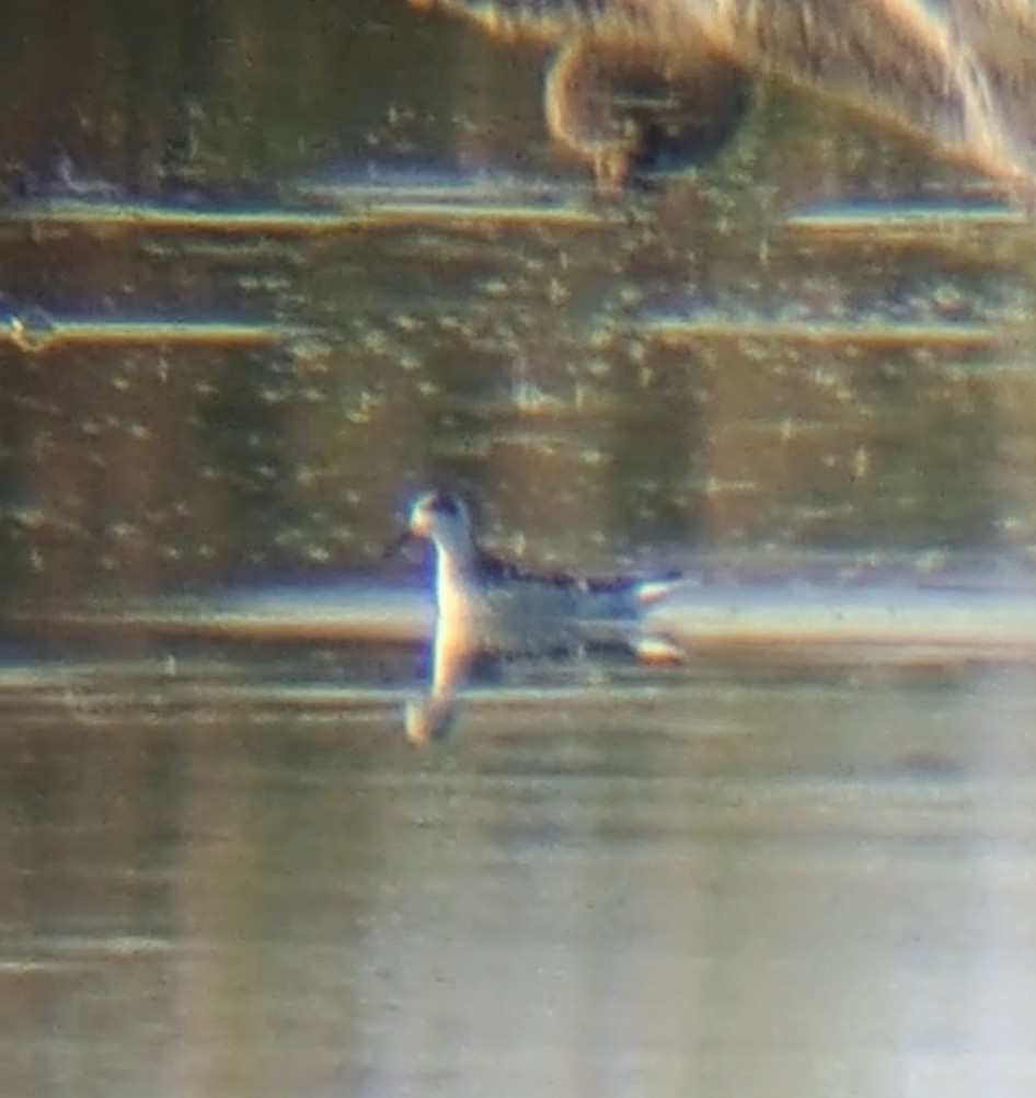 Red-necked Phalarope - ML641184131