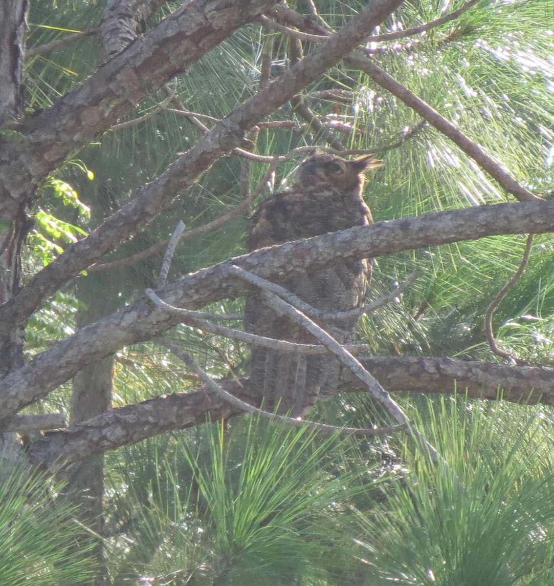 Great Horned Owl - ML641184144