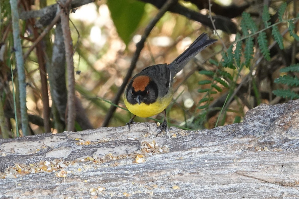Atlapetes Pechiamarillo - ML641184172