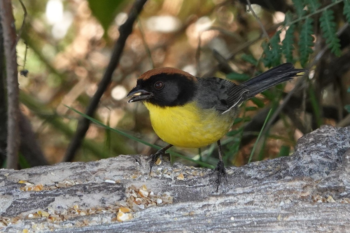 Atlapetes Pechiamarillo - ML641184173