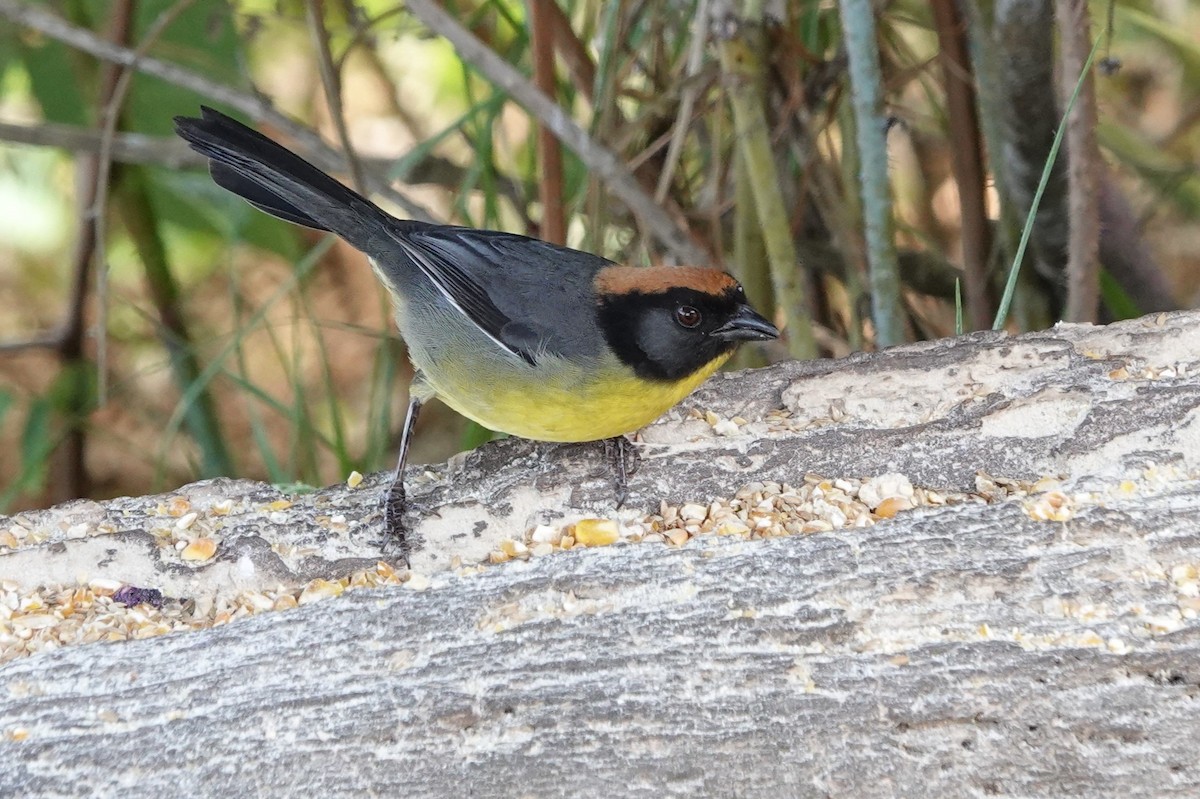 Atlapetes Pechiamarillo - ML641184174