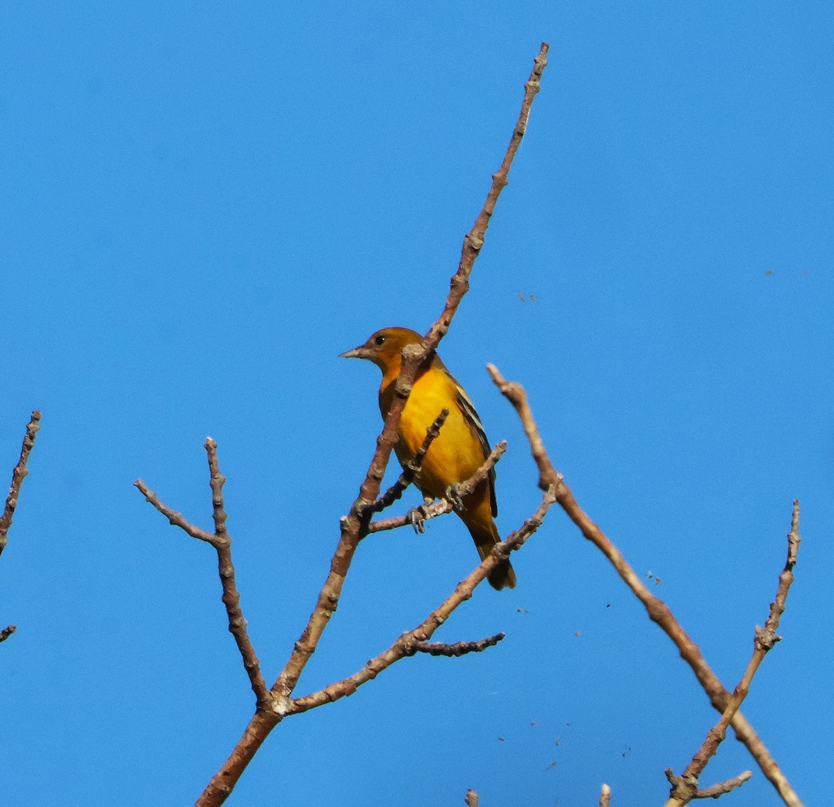 Baltimore Oriole - ML641184176