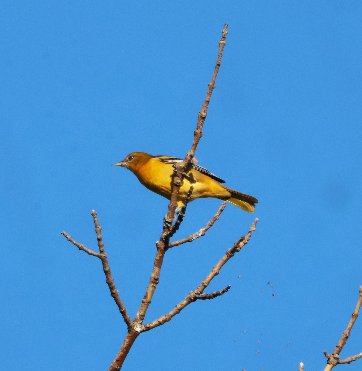 Baltimore Oriole - ML641184177