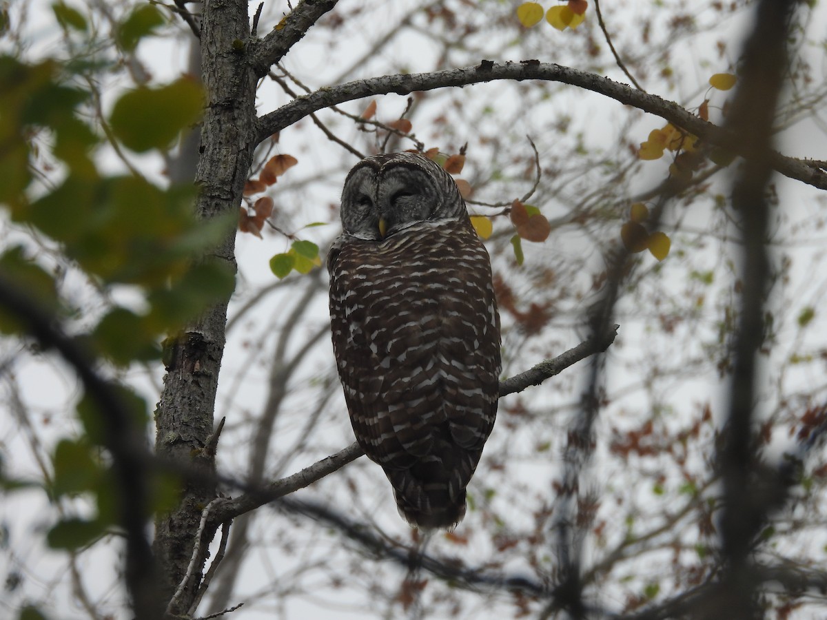 Barred Owl - ML641184185