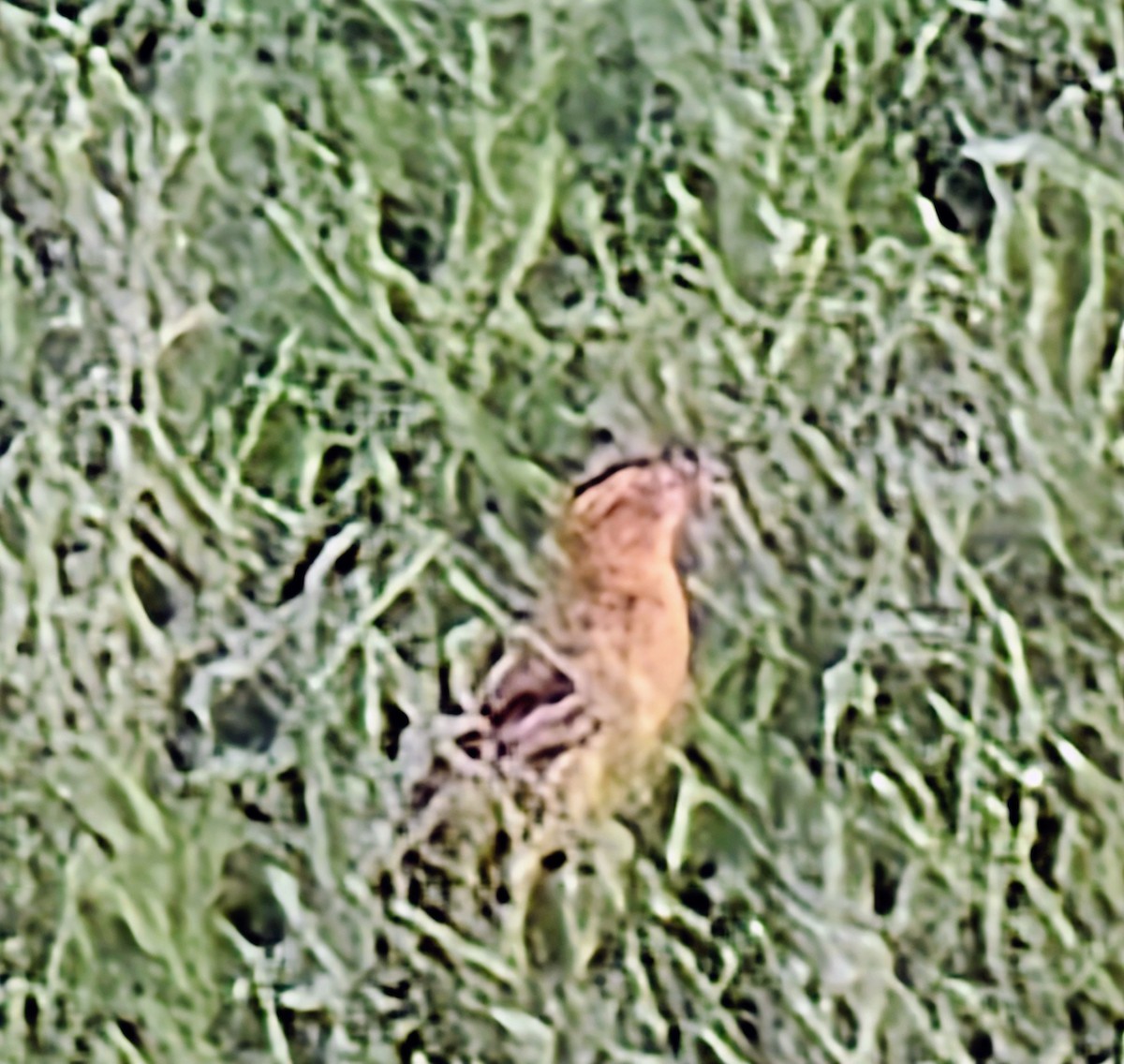 Bobolink - ML641184231