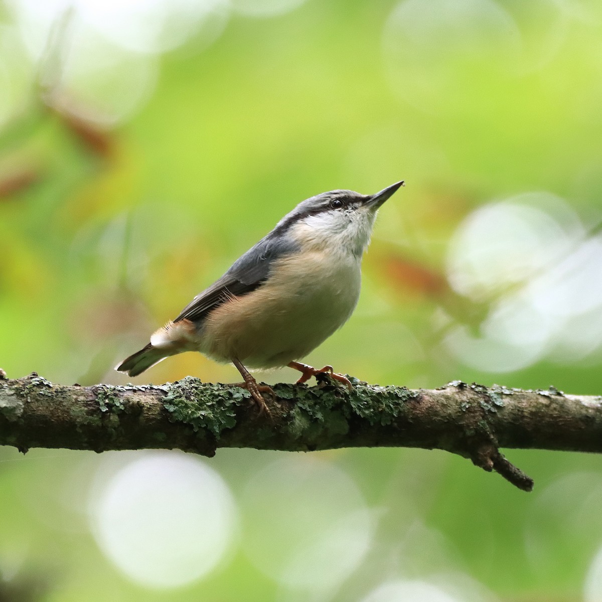 Eurasian Nuthatch - ML641184264