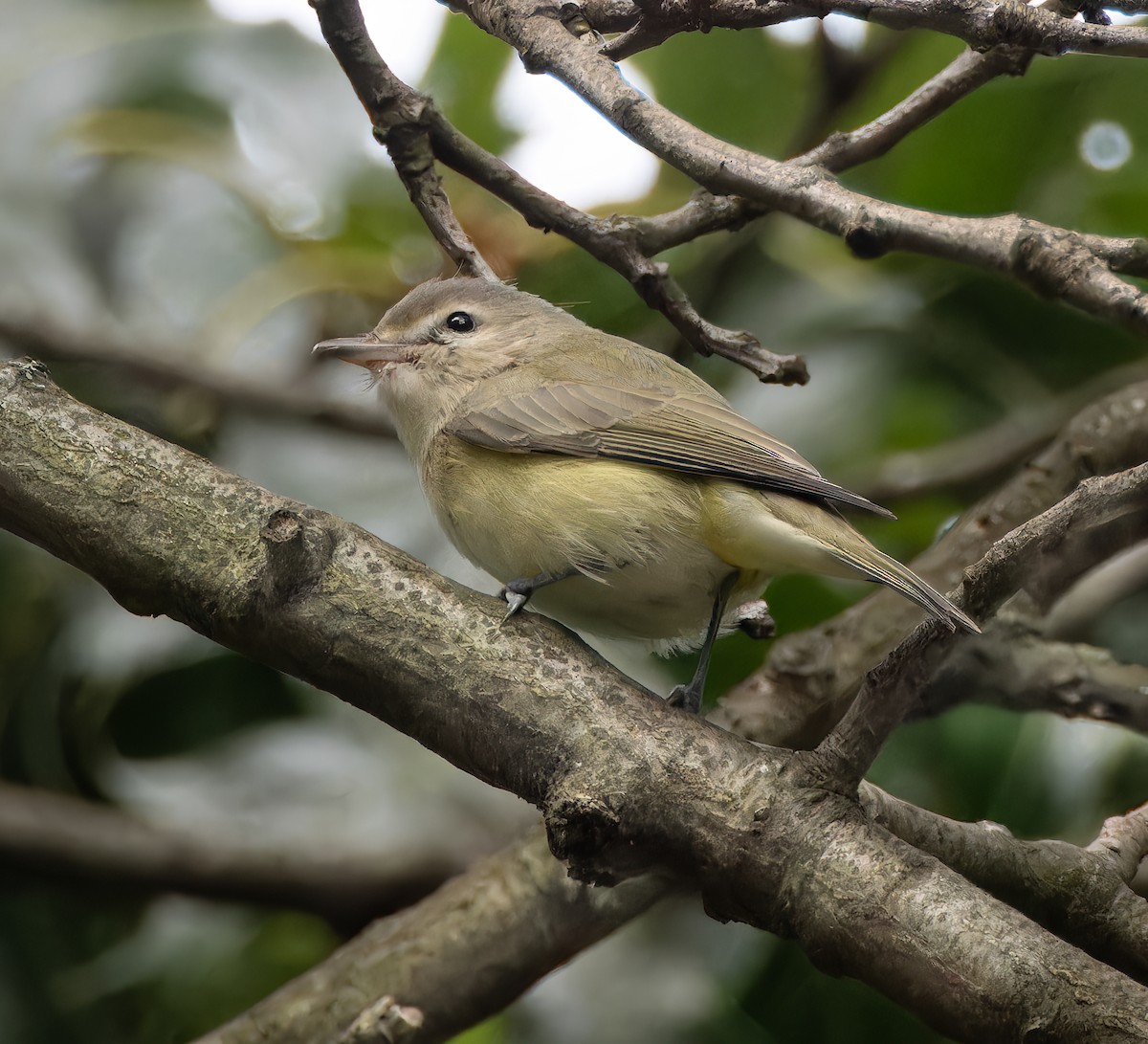 Warbling Vireo - ML641184367