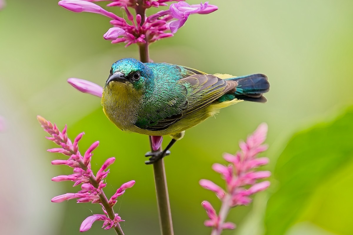 Collared Sunbird - ML641184372