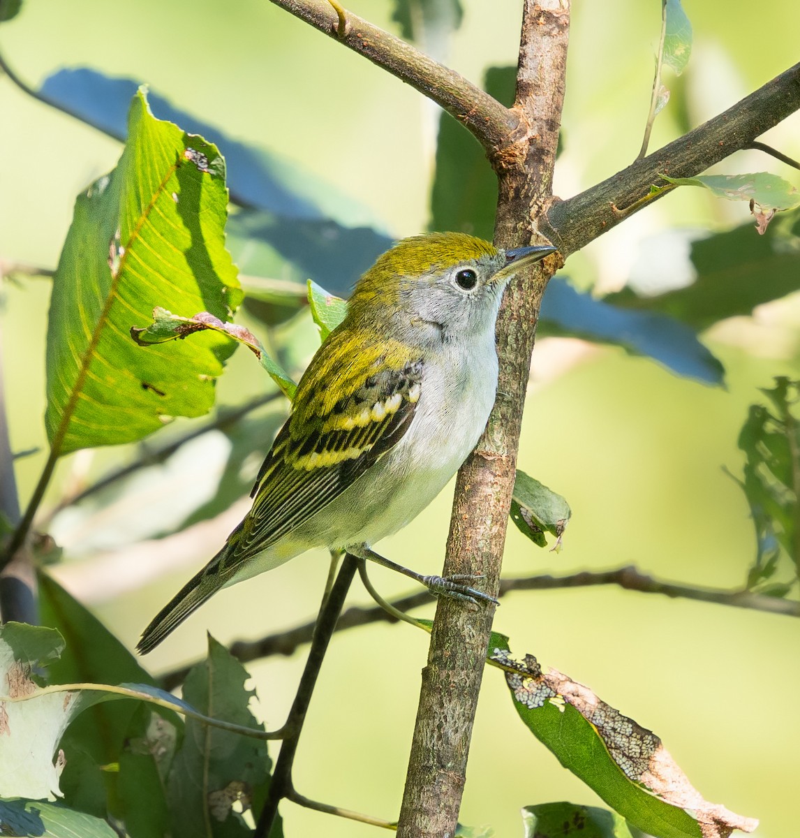 Chestnut-sided Warbler - ML641184378