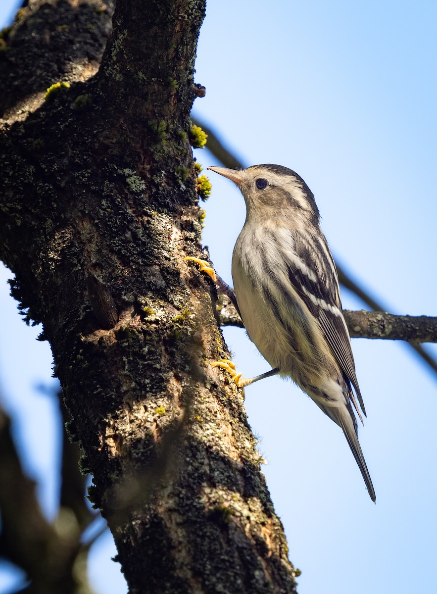 Black-and-white Warbler - ML641184397