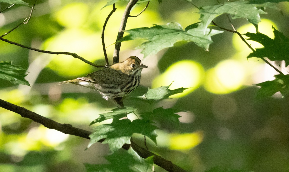 Ovenbird - ML641184403