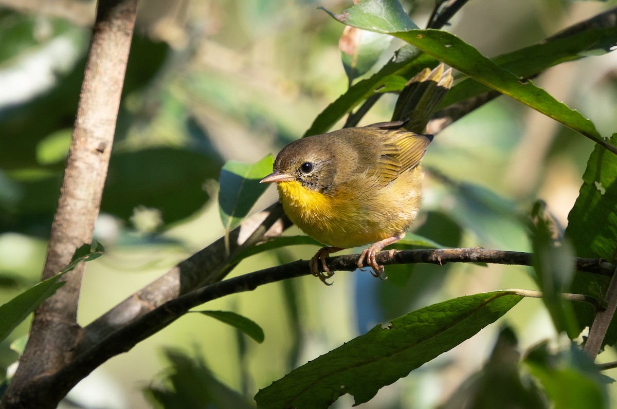Common Yellowthroat - ML641184417