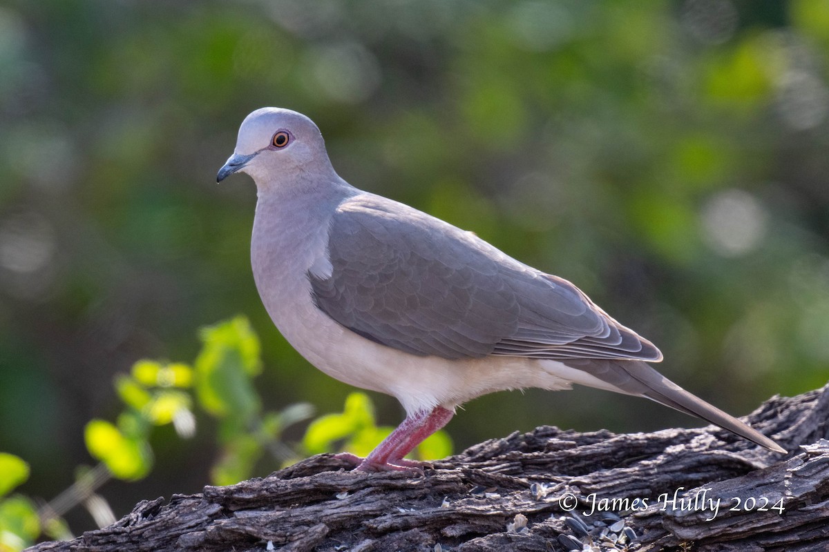White-tipped Dove - ML641184426