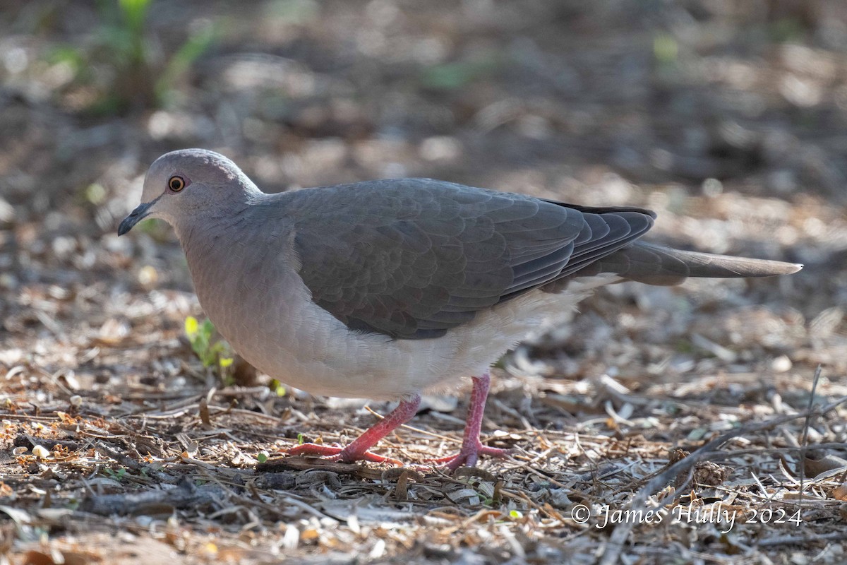 White-tipped Dove - ML641184427