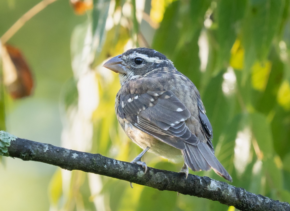 Rose-breasted Grosbeak - ML641184430