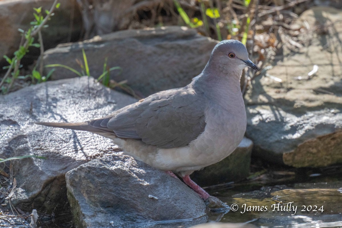 White-tipped Dove - ML641184431