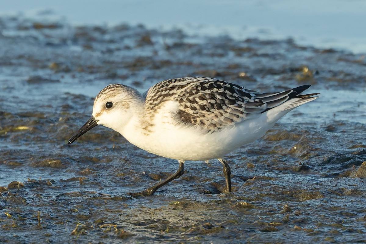 Bécasseau sanderling - ML641184432