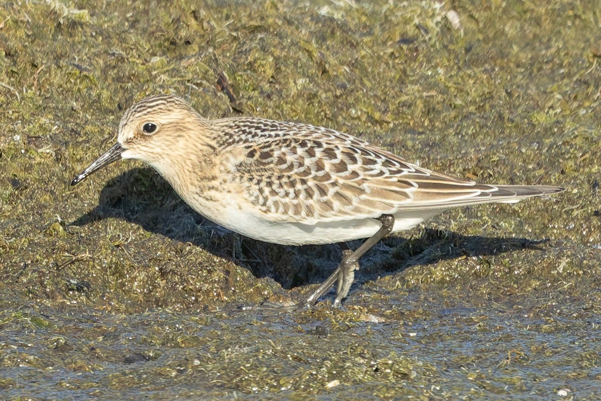 Bécasseau de Baird - ML641184442