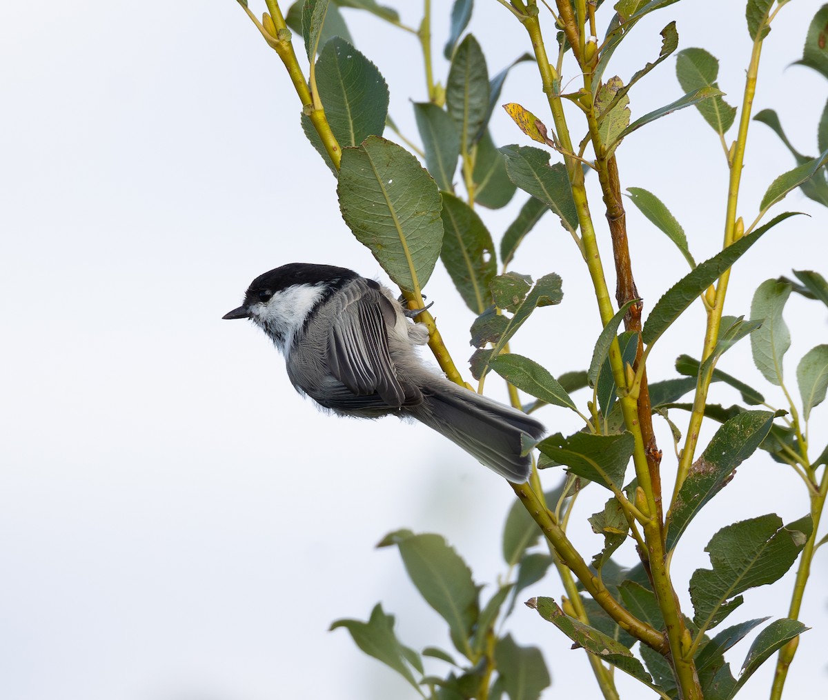 Willow Tit - ML641184451
