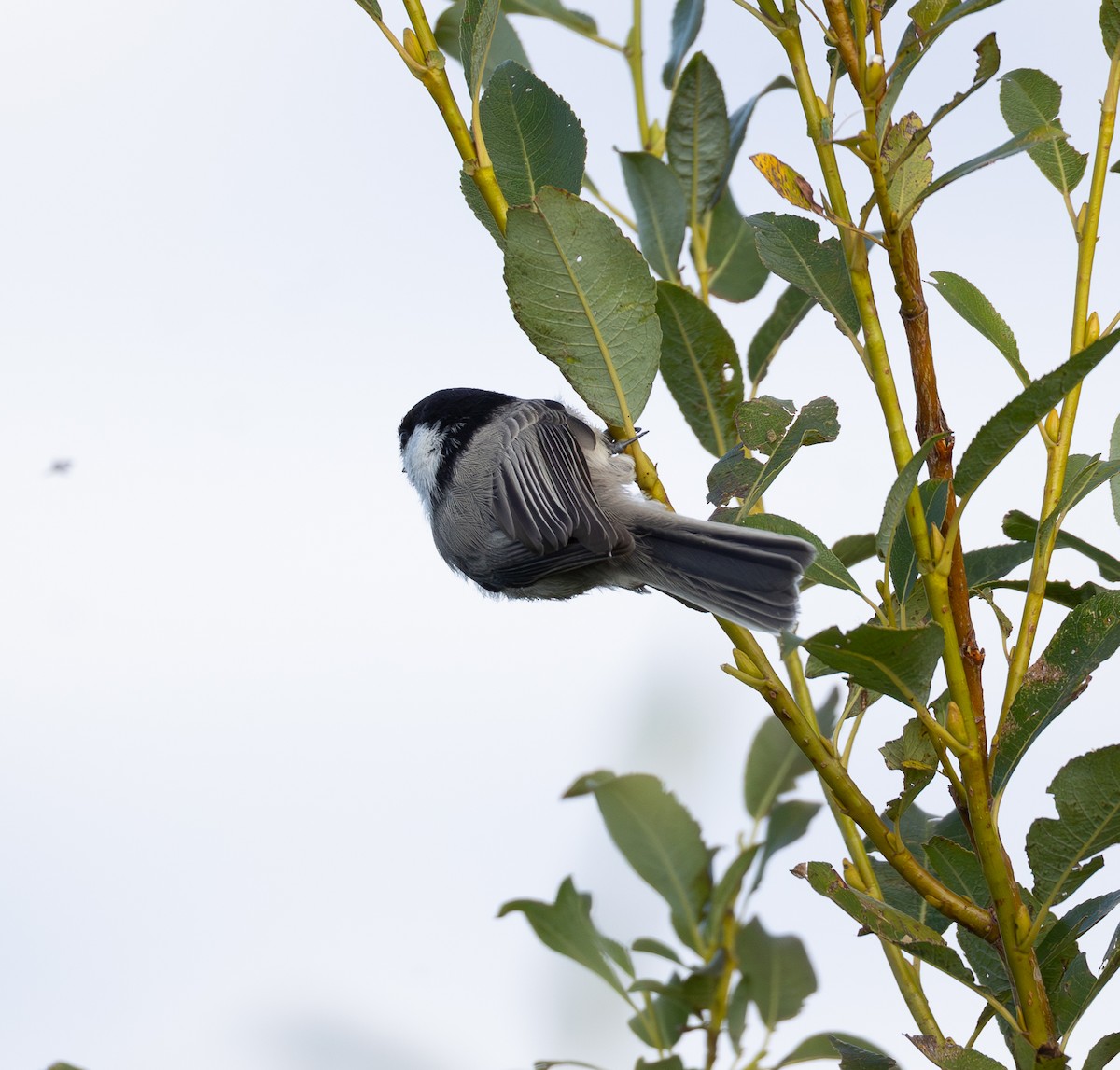 Willow Tit - ML641184452