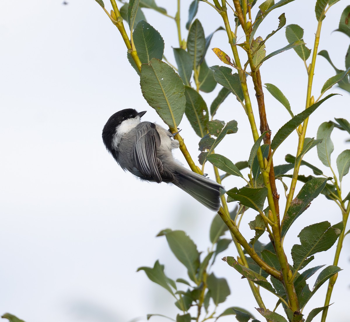 Willow Tit - ML641184453