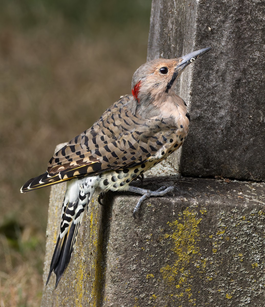 Northern Flicker - ML641184469