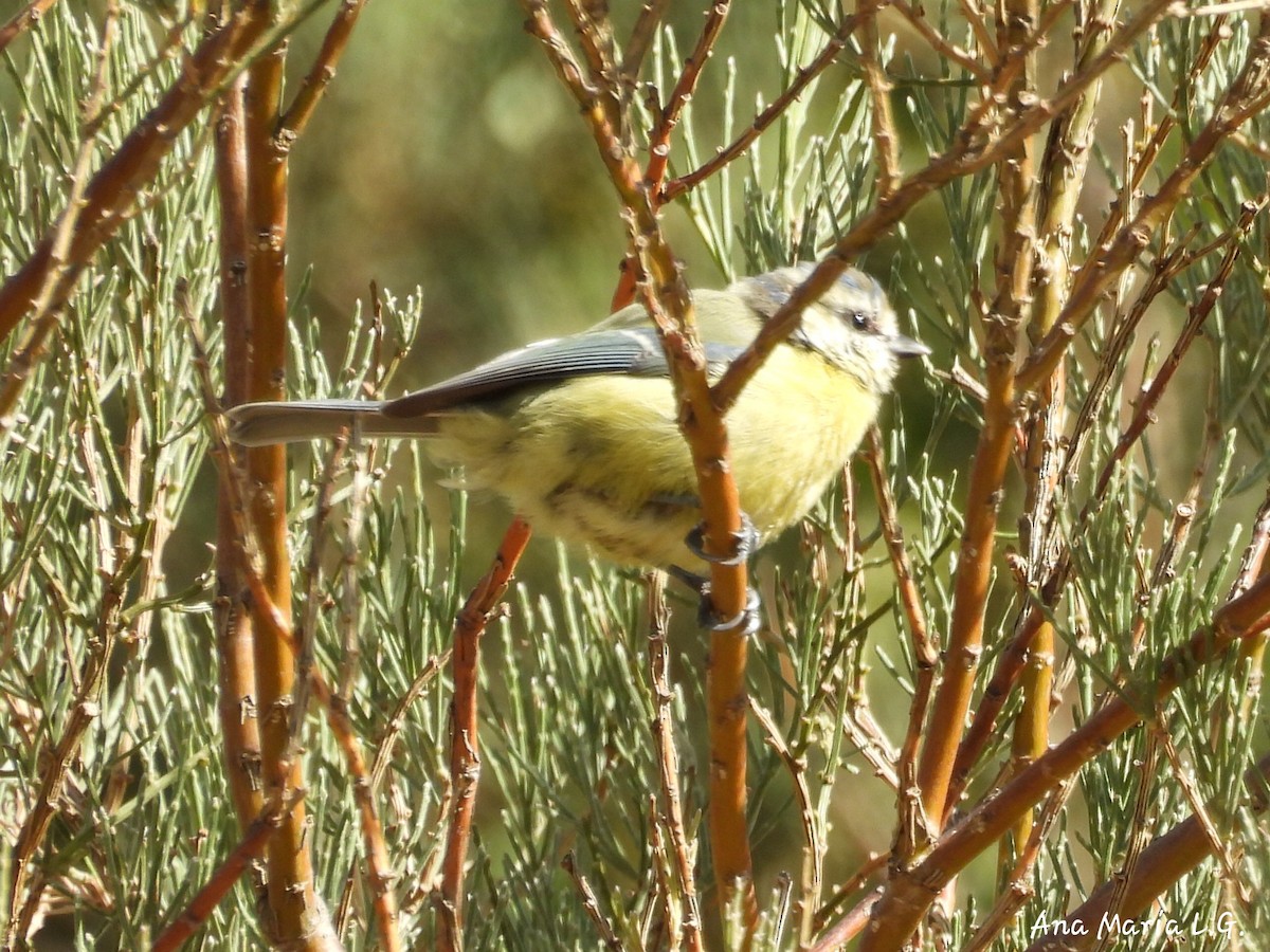 Eurasian Blue Tit - ML641184472