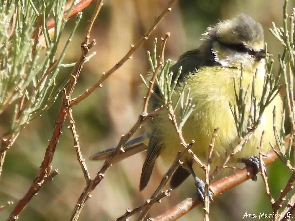Eurasian Blue Tit - ML641184474