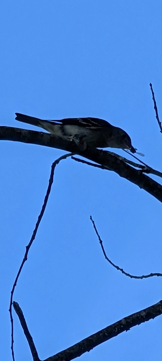 Least Flycatcher - ML641184479