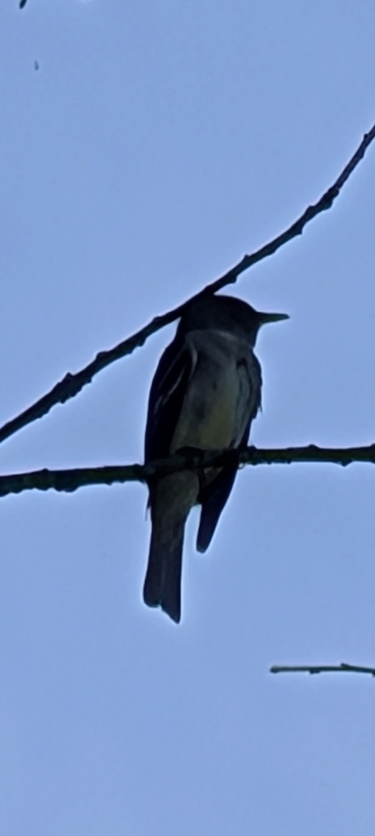 Least Flycatcher - ML641184480