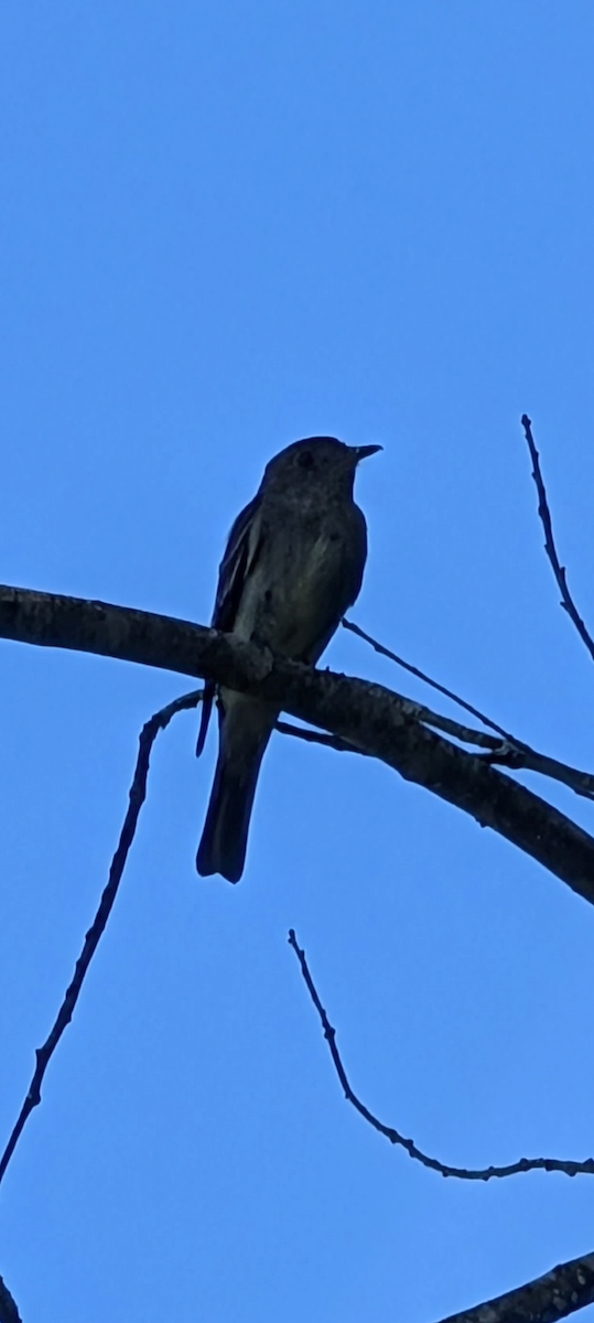 Least Flycatcher - ML641184481
