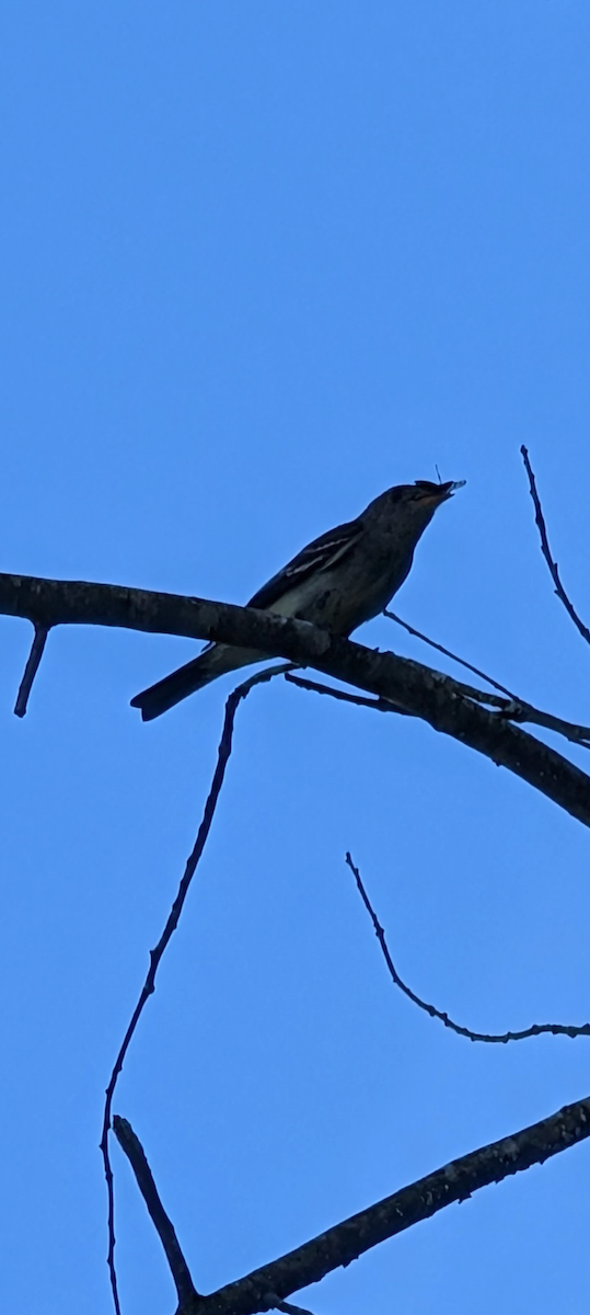 Least Flycatcher - ML641184482