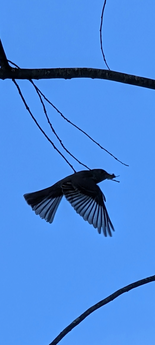 Least Flycatcher - ML641184483