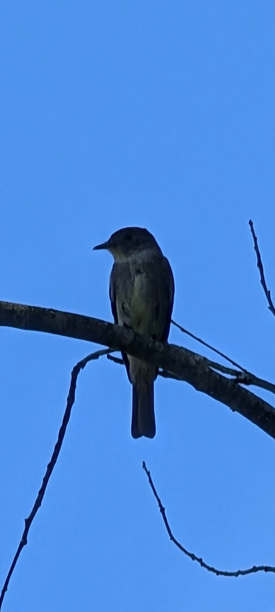 Least Flycatcher - ML641184484