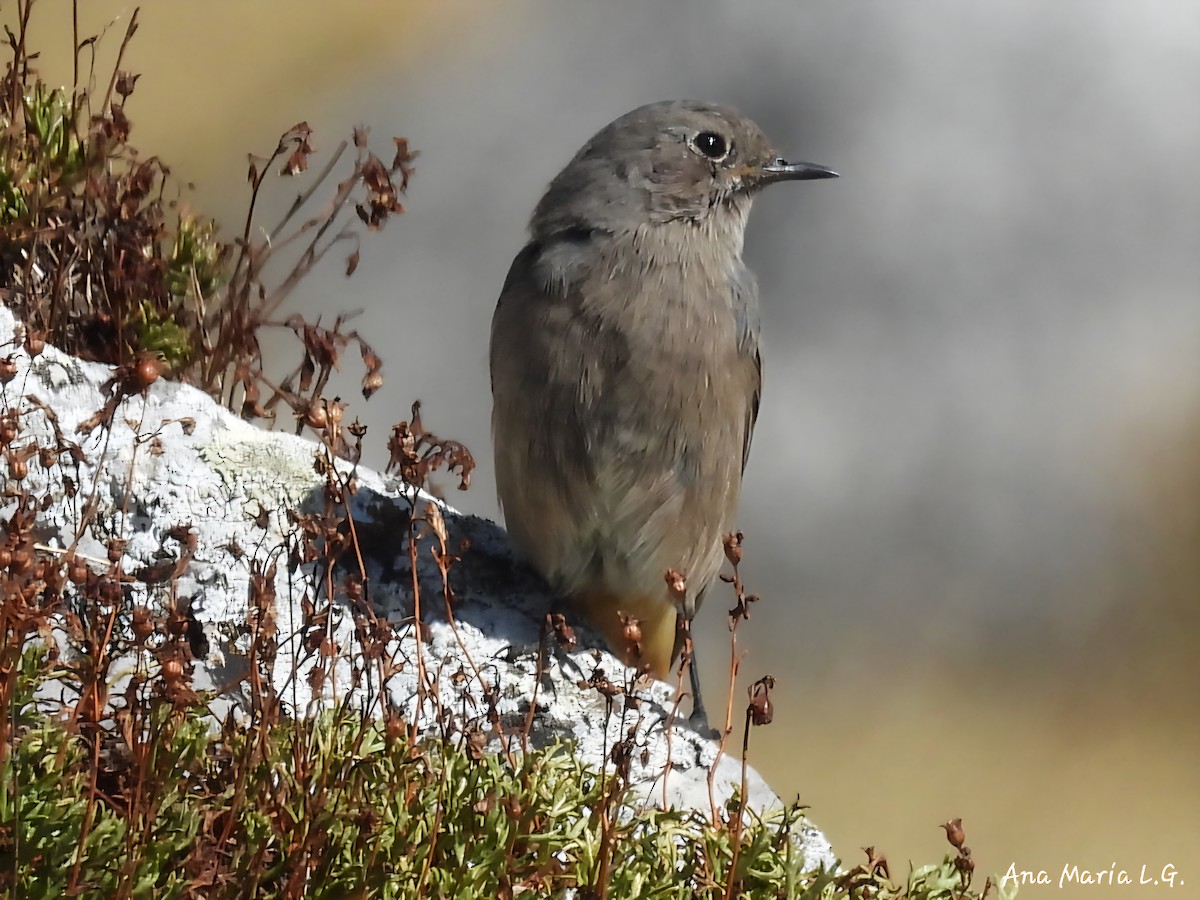 Black Redstart - ML641184496