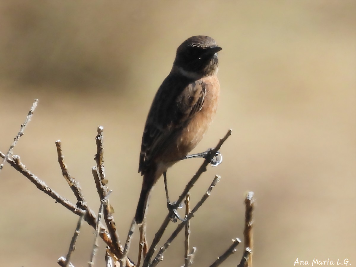European Stonechat - ML641184512