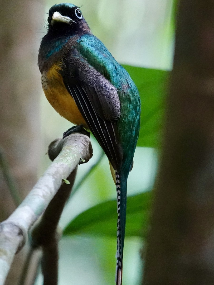 trogon modroocasý - ML641184514