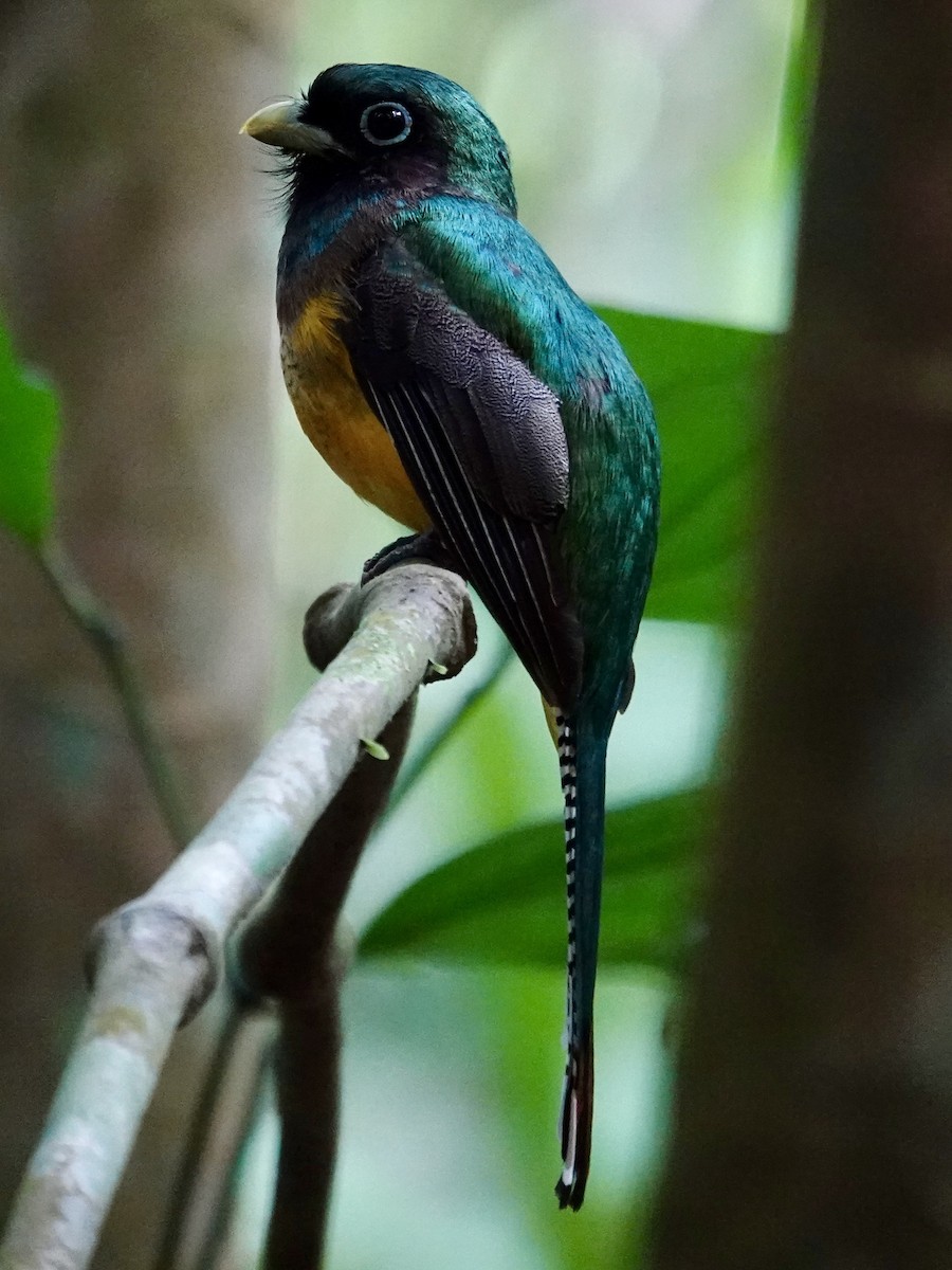 trogon modroocasý - ML641184515
