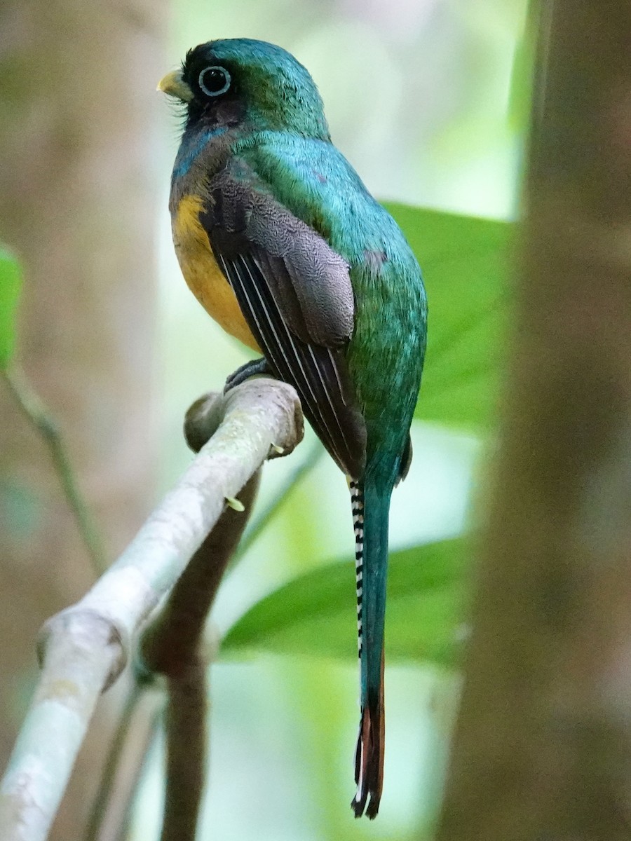 trogon modroocasý - ML641184516