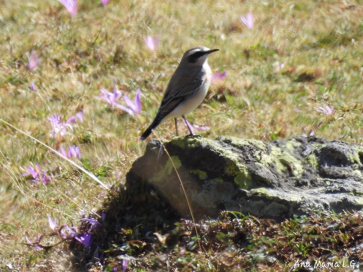 Northern Wheatear - ML641184523