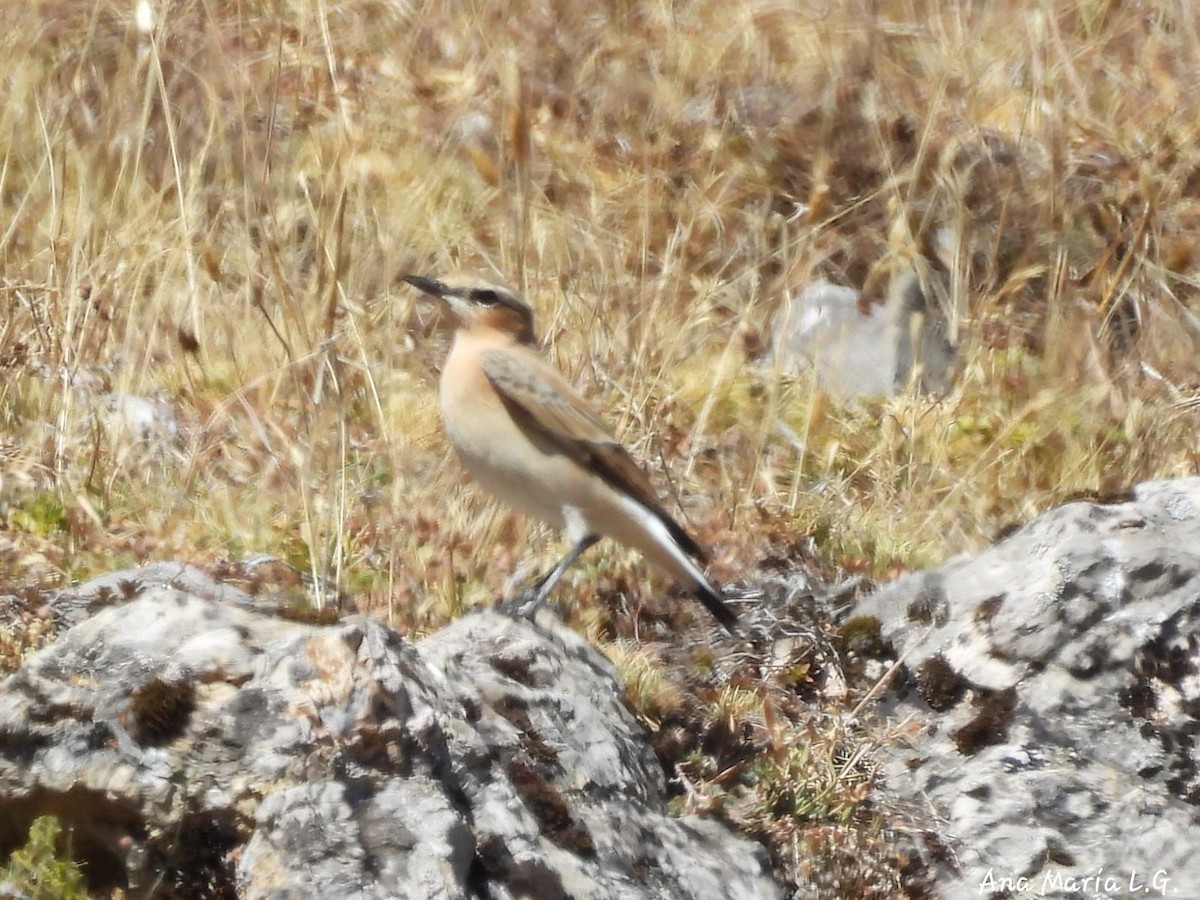 Northern Wheatear - ML641184524