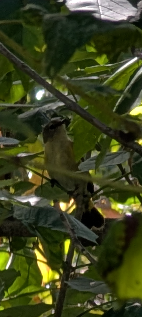 American Redstart - ML641184526