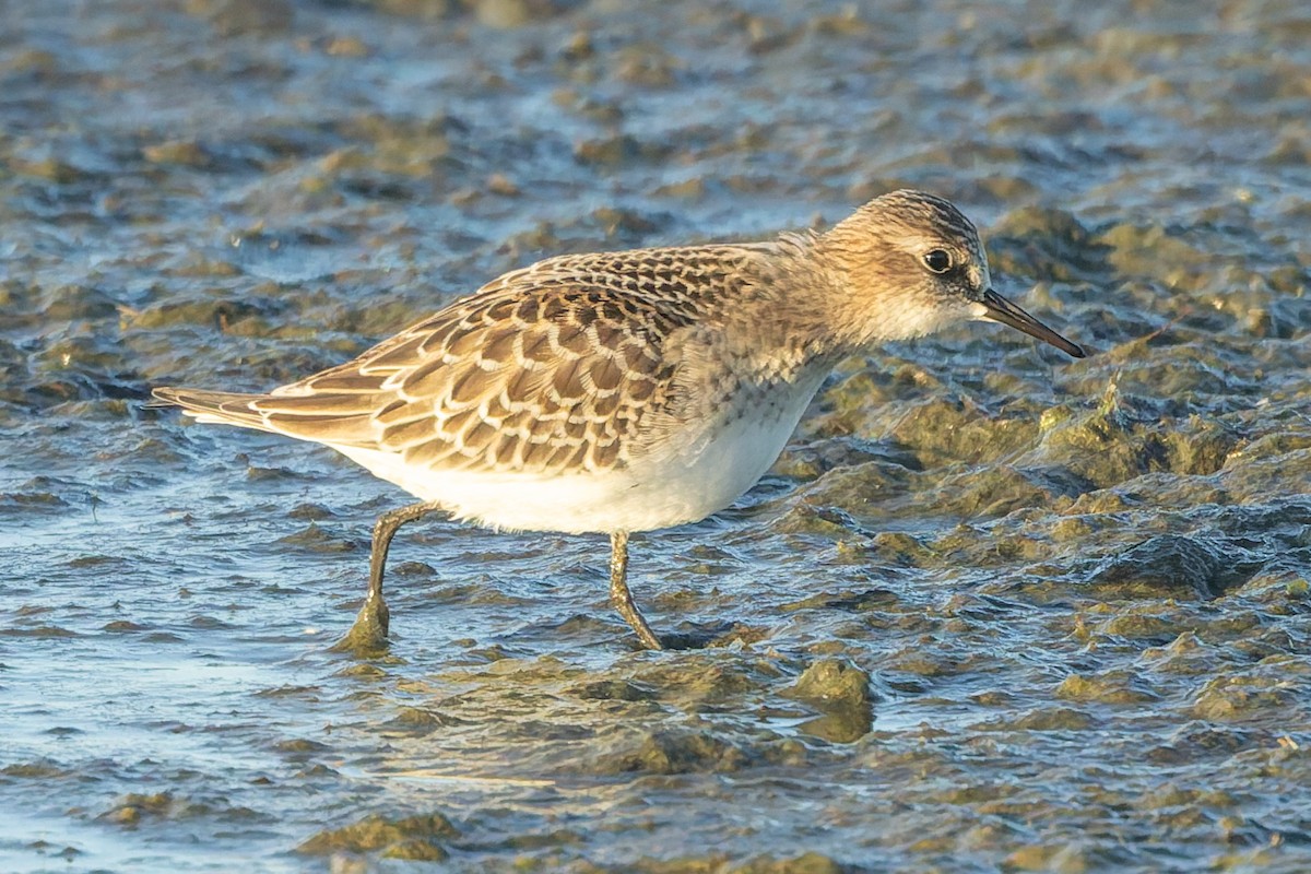 Bécasseau de Baird - ML641184529