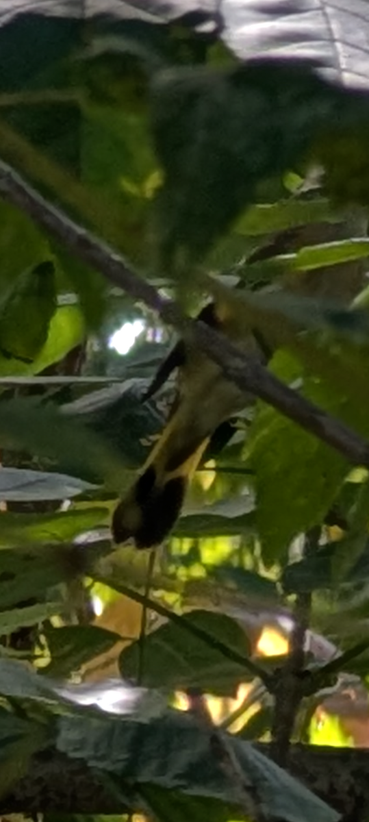 American Redstart - ML641184541